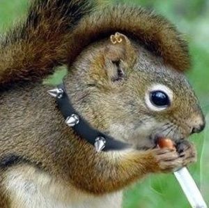 Meet your Posher, Donna